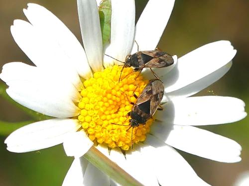 Réf. 324 166 : Trapezonotus ullrichi